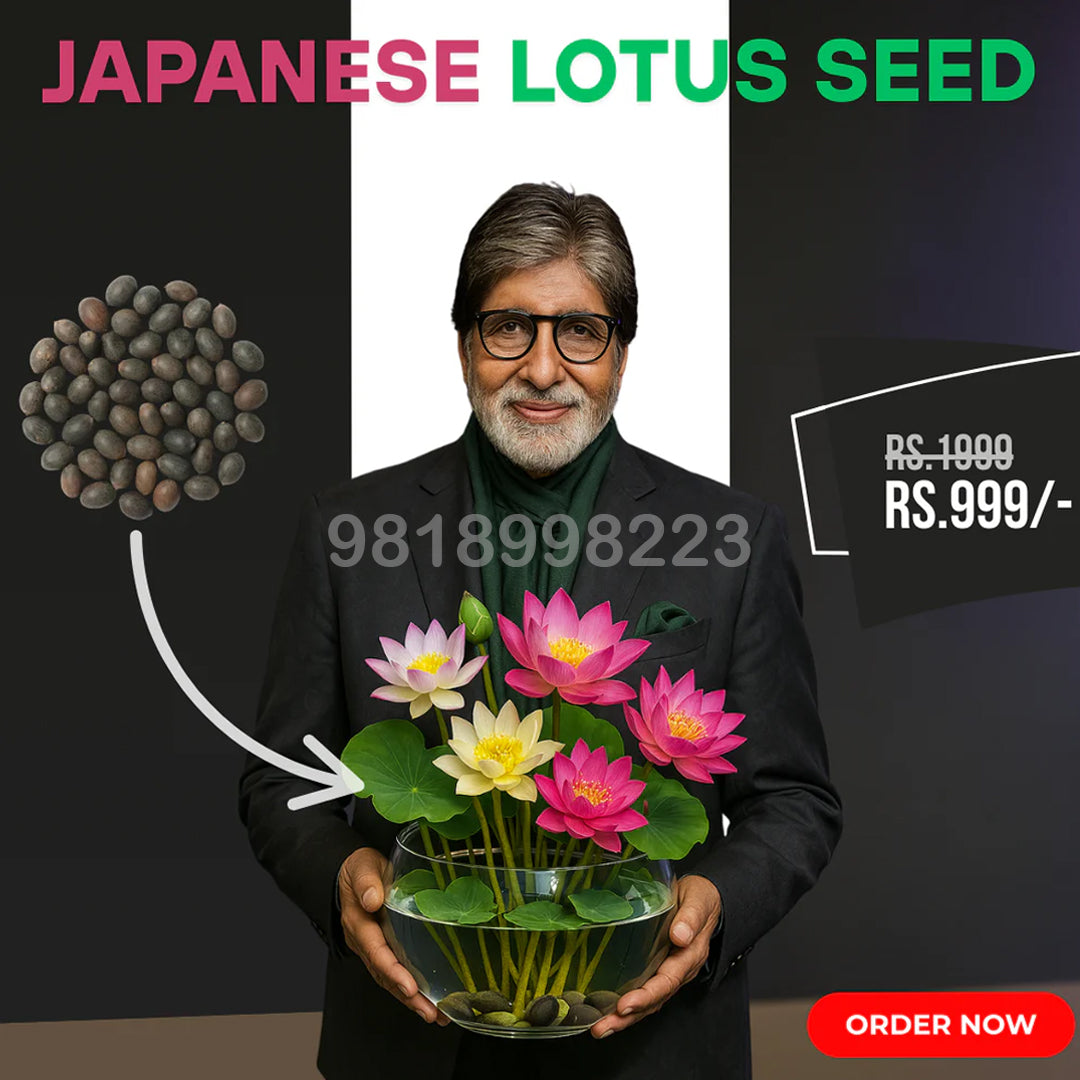 Bonsai Japanese Lotus Seeds (60 Premium Seeds)