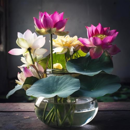 Bonsai Japanese Lotus Seeds (60 Premium Seeds)