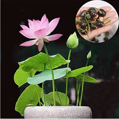 Bonsai Japanese Lotus Seeds (60 Premium Seeds)