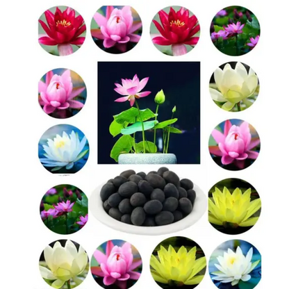 Bonsai Japanese Lotus Seeds (60 Premium Seeds)