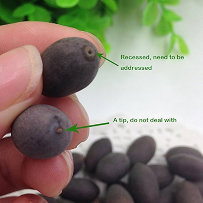 Bonsai Japanese Lotus Seeds (60 Premium Seeds)