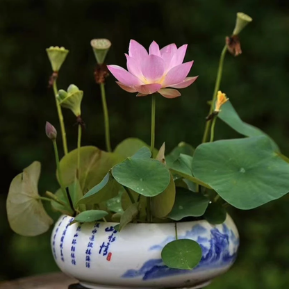 Bonsai Japanese Lotus Seeds (60 Premium Seeds)
