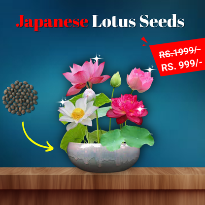 Bonsai Japanese Lotus Seeds (60 Premium Seeds)
