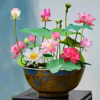 Bonsai Japanese Lotus Seeds (60 Premium Seeds)
