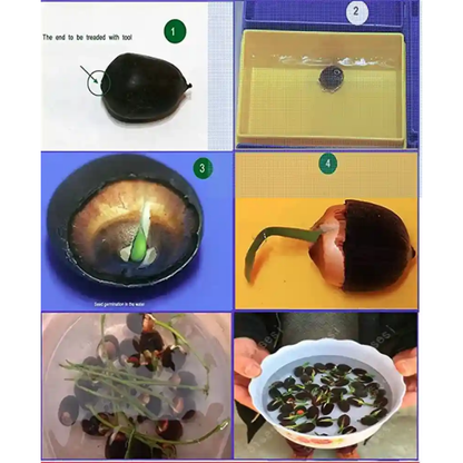 Bonsai Japanese Lotus Seeds (60 Premium Seeds)