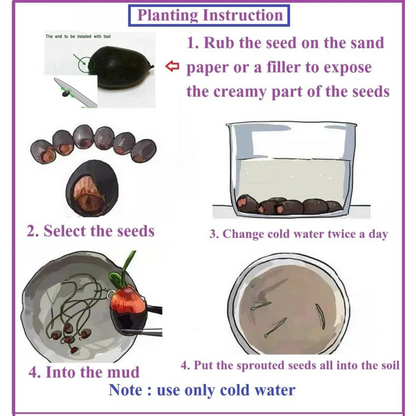 Bonsai Japanese Lotus Seeds (60 Premium Seeds)