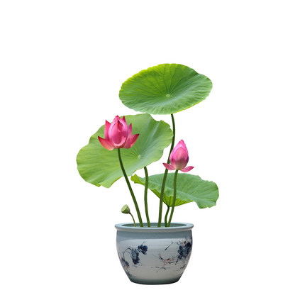 Bonsai Japanese Lotus Seeds (60 Premium Seeds)