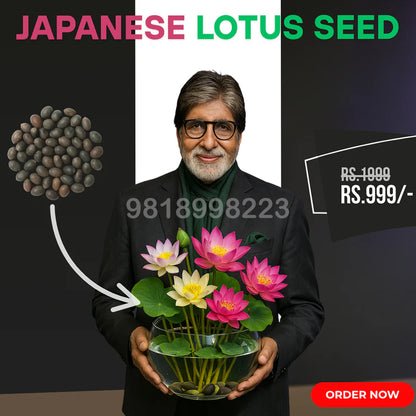 Bonsai Japanese Lotus Seeds (60 Premium Seeds)